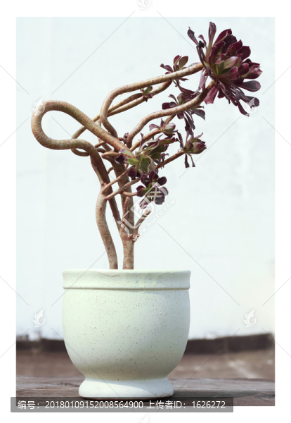多肉植物老桩黑法师