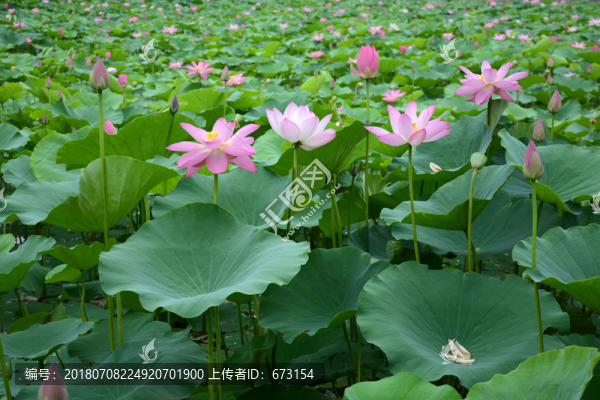夏日荷花