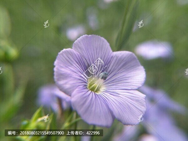胡麻花