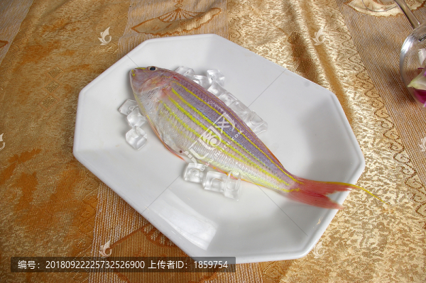 红杉鱼