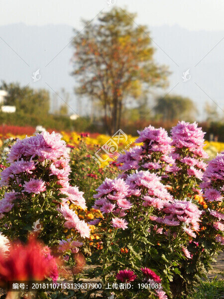 菊花