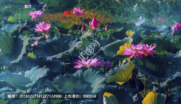 荷花