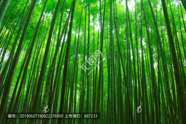 竹林竹海