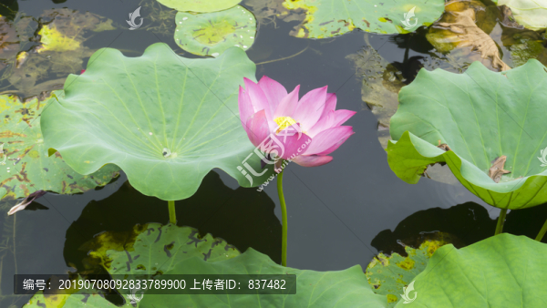 映日荷花别样红