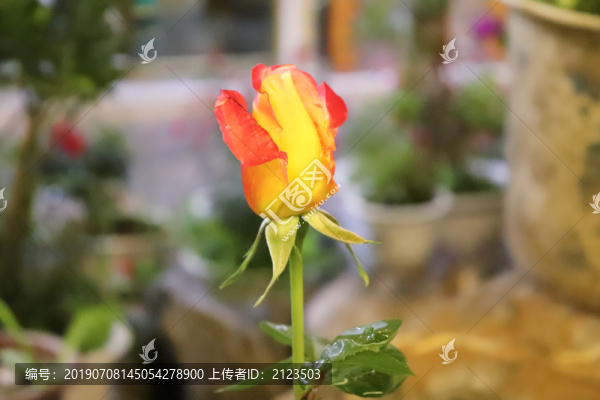 玫瑰