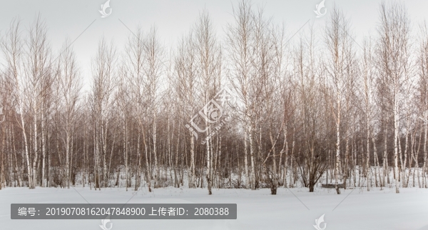 回龙湾白桦林