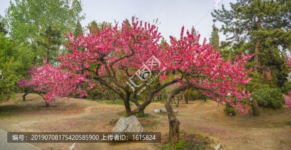 桃花全景大画幅