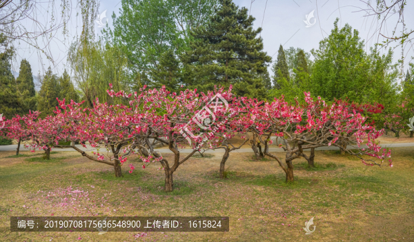 桃花全景大画幅