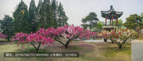 桃花全景大画幅