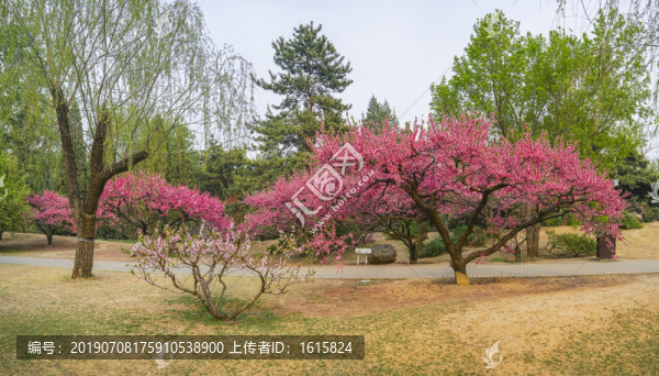 桃花全景大画幅