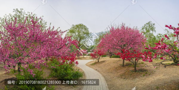 桃花全景大画幅
