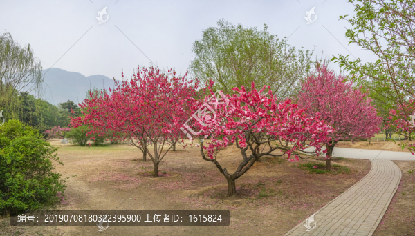 桃花全景大画幅