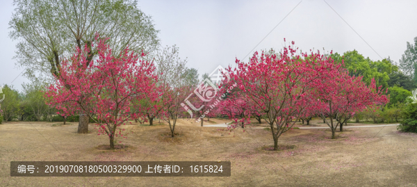 桃花全景大画幅