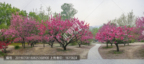 桃花全景大画幅