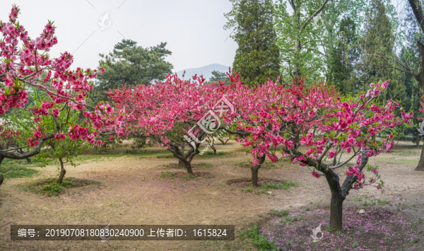 桃花全景大画幅