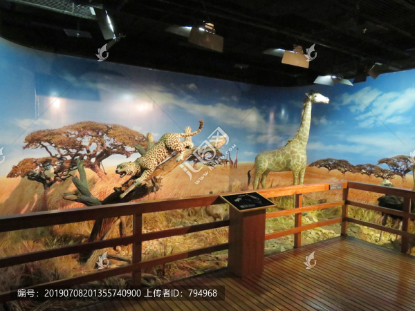 自然博物馆展陈