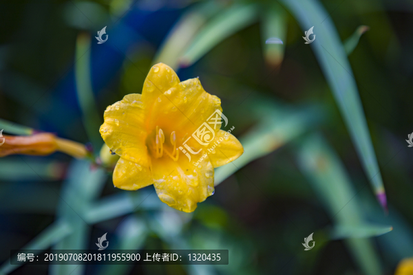 小萱草花