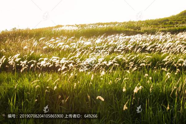 芒草