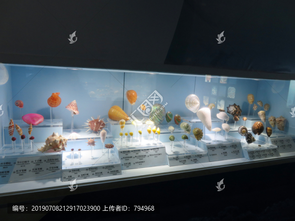 自然博物馆展陈