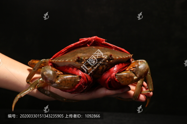 三门青蟹