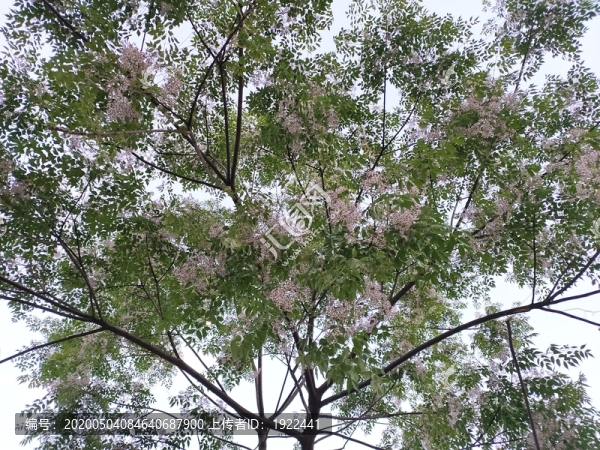楝树开花
