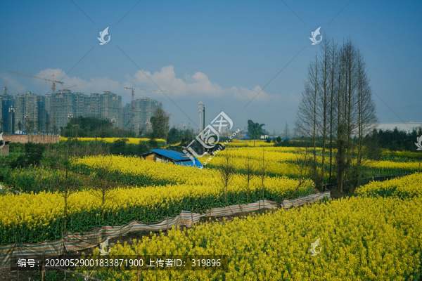 油菜花