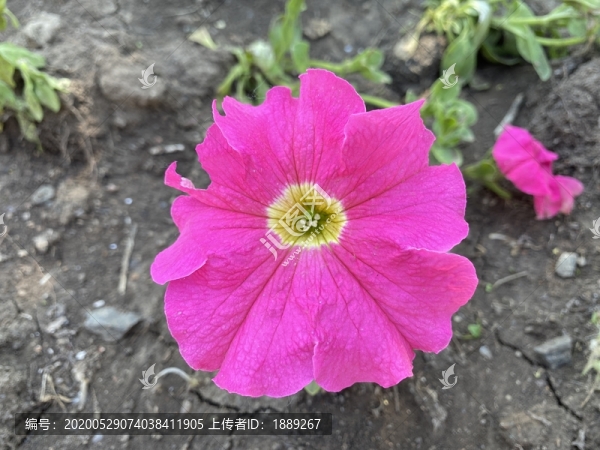 碧冬茄花