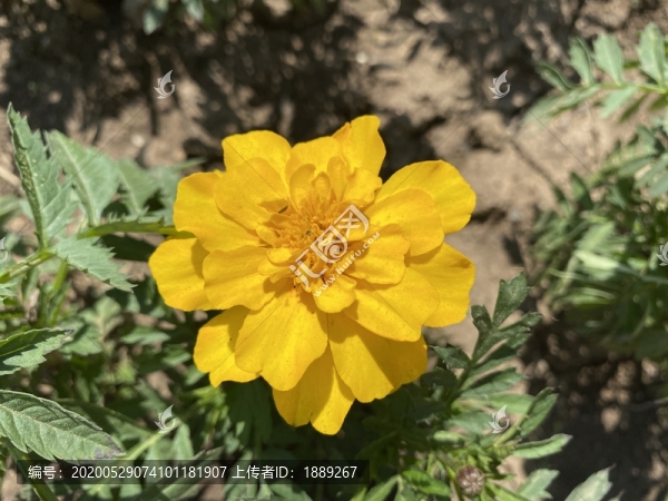 万寿菊花