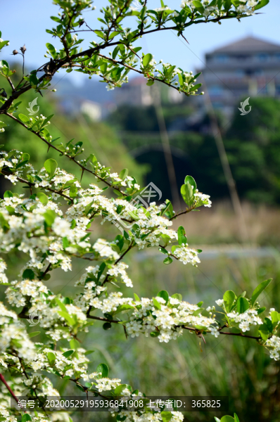油溪河