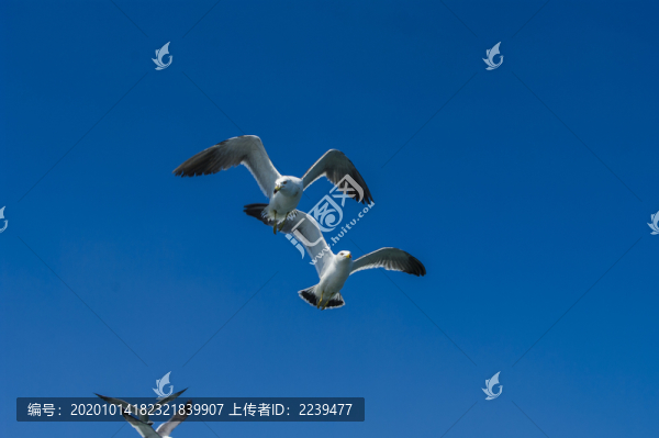 海驴岛的海鸥