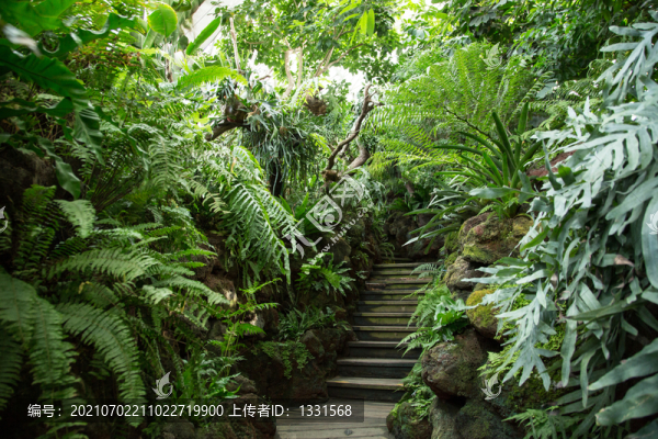 上海辰山植物园里的热带植物