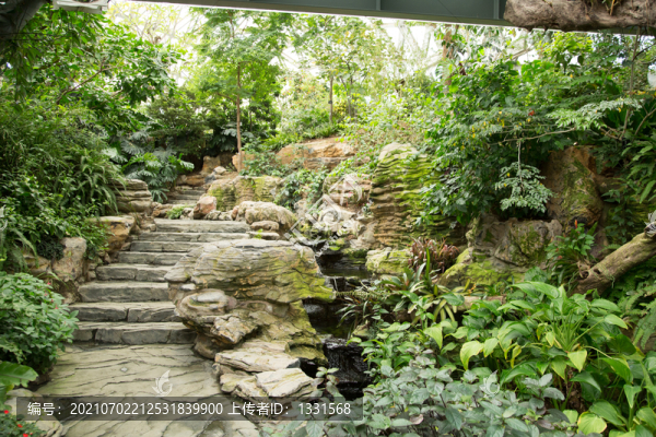 上海辰山植物园里的热带植物