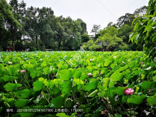 荷花池