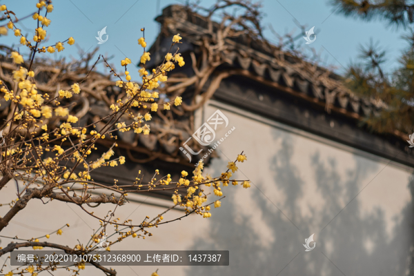 瞻园腊梅
