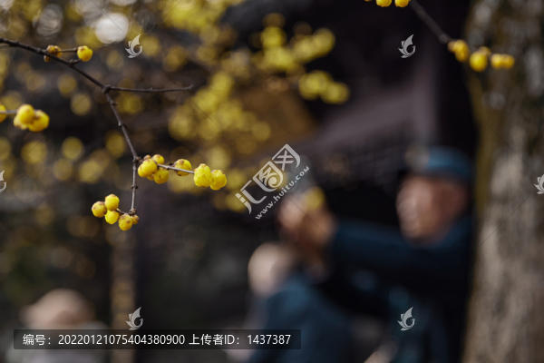 瞻园腊梅