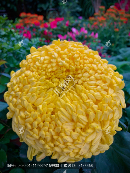 俯拍一朵黄色菊花