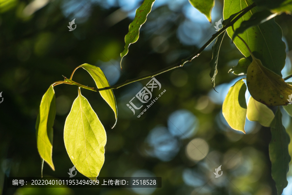 春天树枝枝条发芽绿色树叶