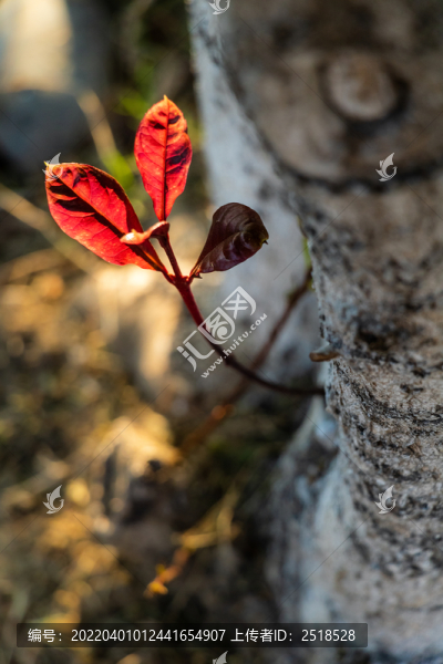春天树枝枝条发芽红色树叶
