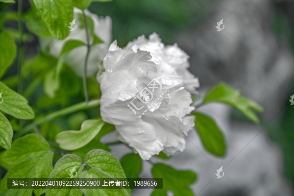 带露珠的牡丹
