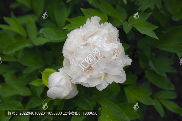 带露珠的牡丹