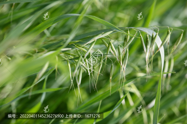 野燕麦