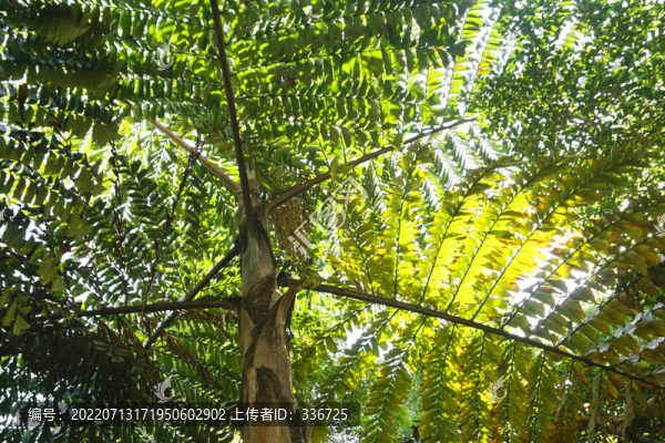 棕榈科观赏树种董棕树冠仰拍