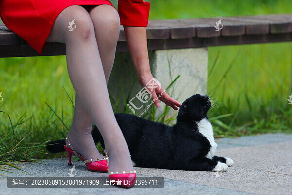 黑猫与美腿