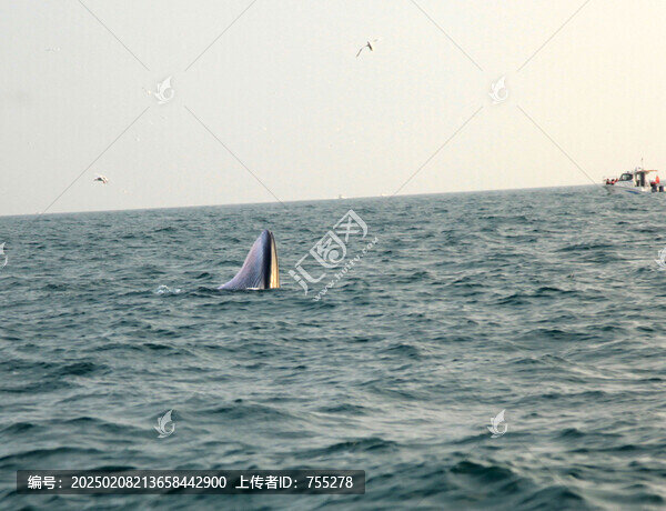 北海涠洲岛布氏鲸