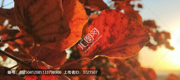 金秋红韵