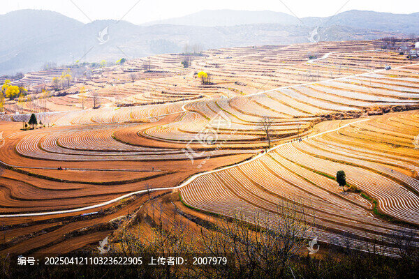 垄间绘锦