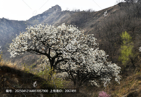 山东临沂平邑县观音山梨花
