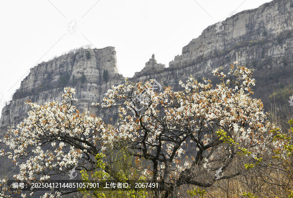 山东临沂平邑县观音山梨花