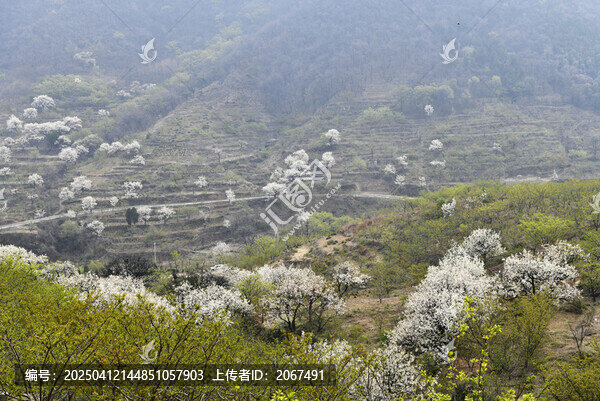 山东临沂平邑县观音山梨花