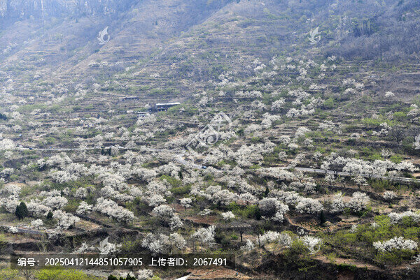 山东临沂平邑县观音山梨花
